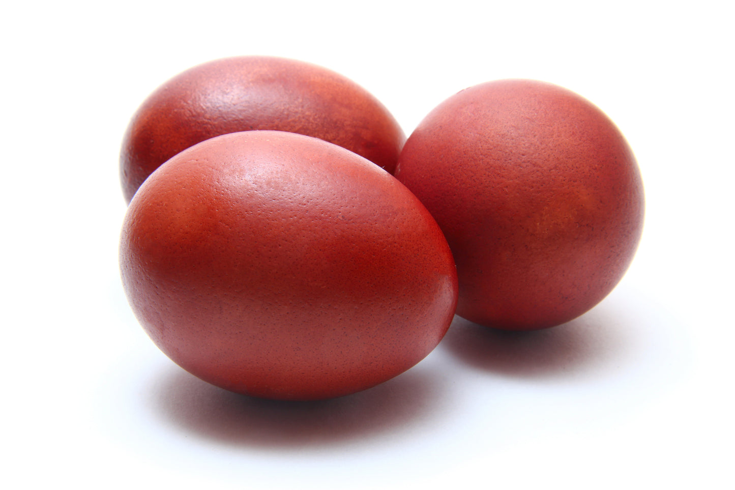 Black Copper Marans - 1 Dozen Fertile Hatching Eggs (5-6 Color)