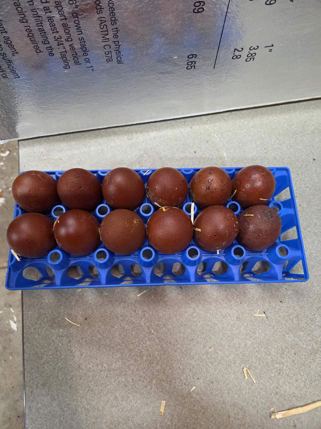 Black Copper Marans Hatching Eggs for Sale in Tulsa, Oklahoma