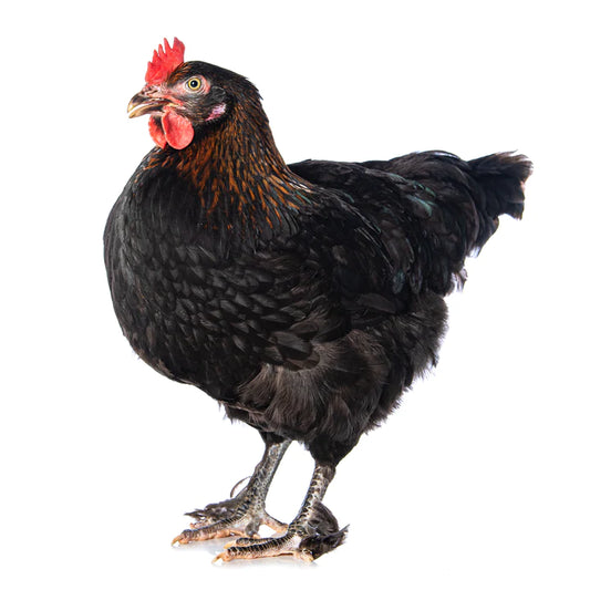 The Allure of Black Copper Marans Chickens: A Heritage Breed Delight from H-Farm in Tulsa, Oklahoma