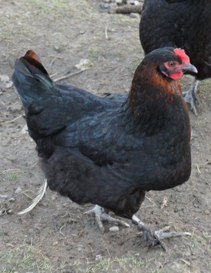 When do Black Copper Marans start laying eggs?