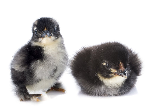 Black Copper Marans - Unsexed Hatchlings (Minimum Order of 6 Hatchlings at $15 Each)