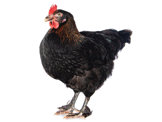 Black Copper Marans - Hens