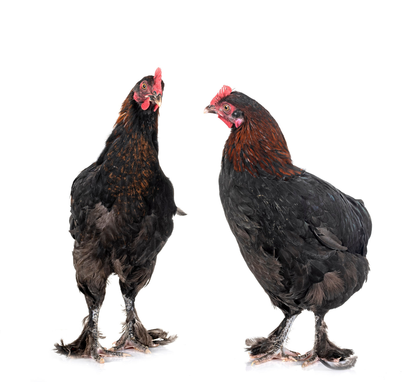 Black Copper Marans - Pullet